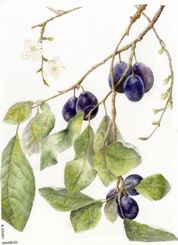 Damsons-by-Moira-Ashby-BSBA-1