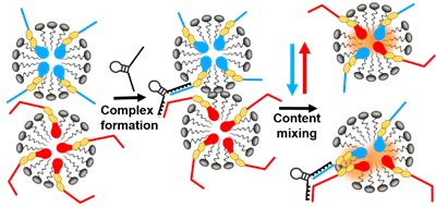 Förster Resonance Energy Transfer Nanoplatform Based on Recognition-Induced Fusion/Fission of DNA Mixed-Micelles for Nucleic Acid Sensing