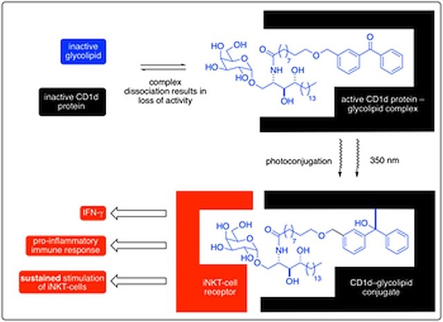 Example of glycolipid equations