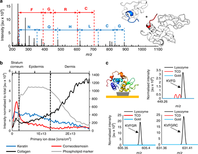 Protein identification by 3D OrbiSIMS to facilitate in situ imaging and depth profiling