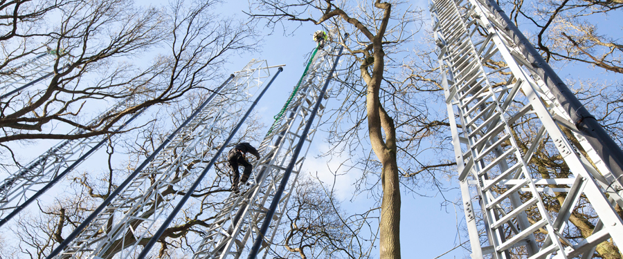 A researcher climbing one of the towers at the Birmingham Institute of Forest Research (BIFoR)