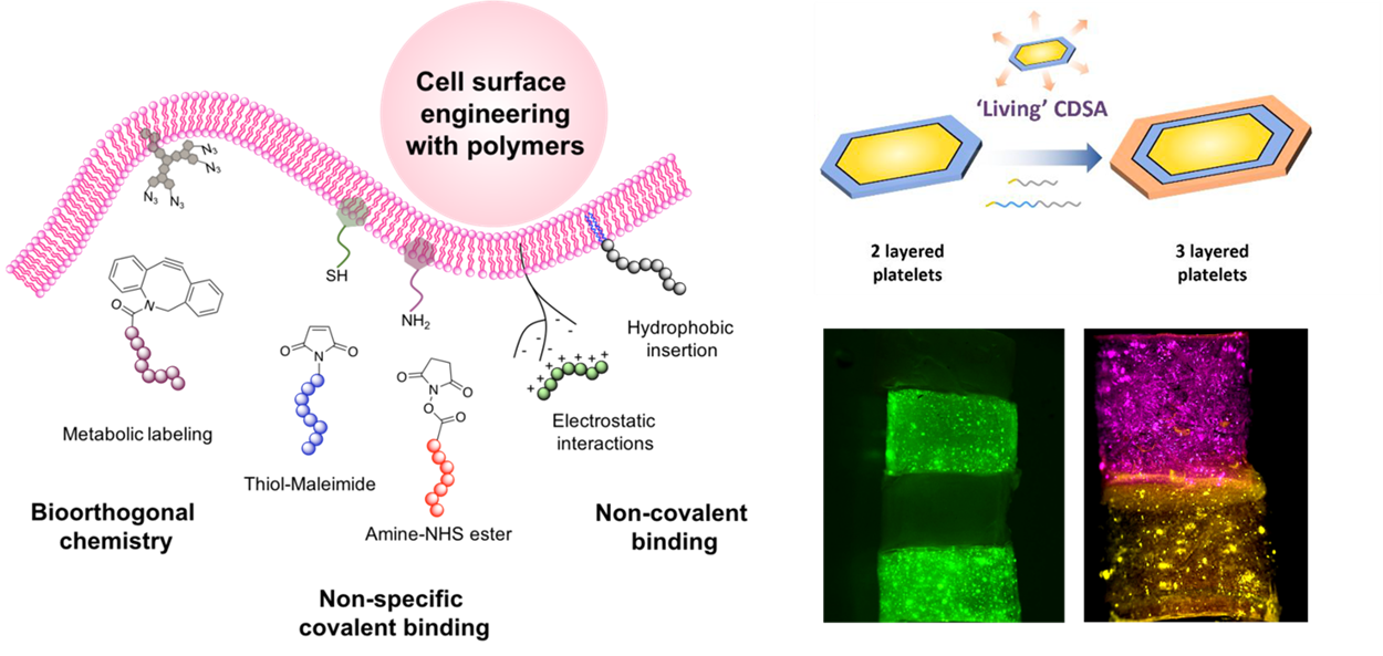 cell surface- engineering polymers