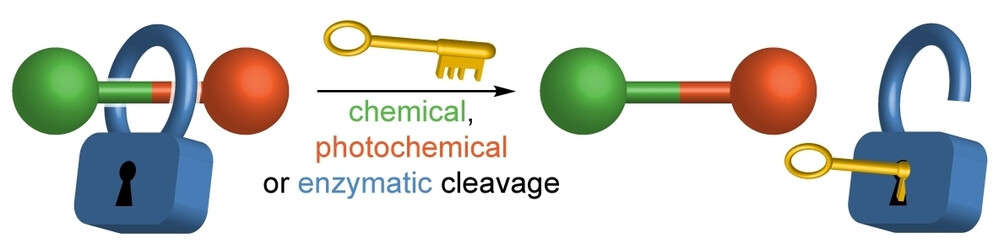 A cleavable macrocycles model