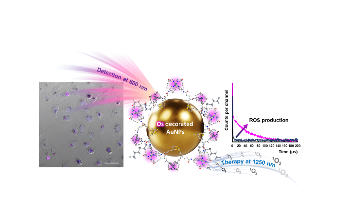 Gold Nanoparticles decorated with osmium complexes display near infra red emission and photoactivated therapeutic function in cancer cells.