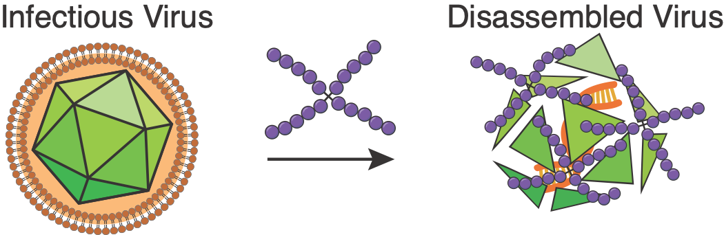 Illustration of the transition from infectious to disassembled viruses