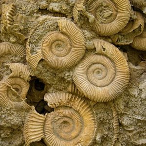 Amazing Ammonites - Family Fun Day