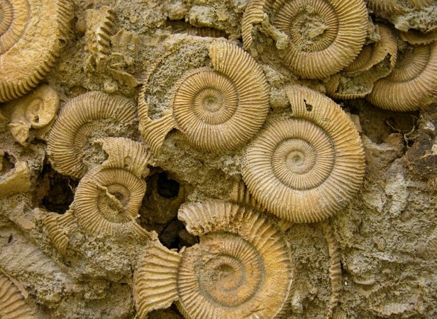 Amazing Ammonites - Family Fun Day