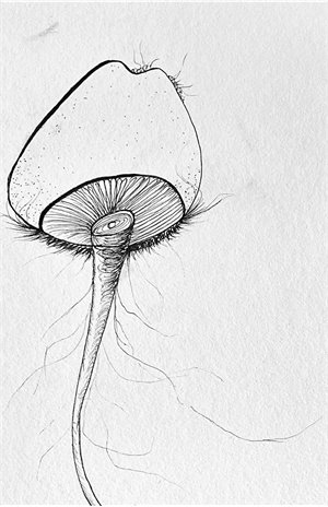 Black and white drawing of a mushroom by Dan Auluk