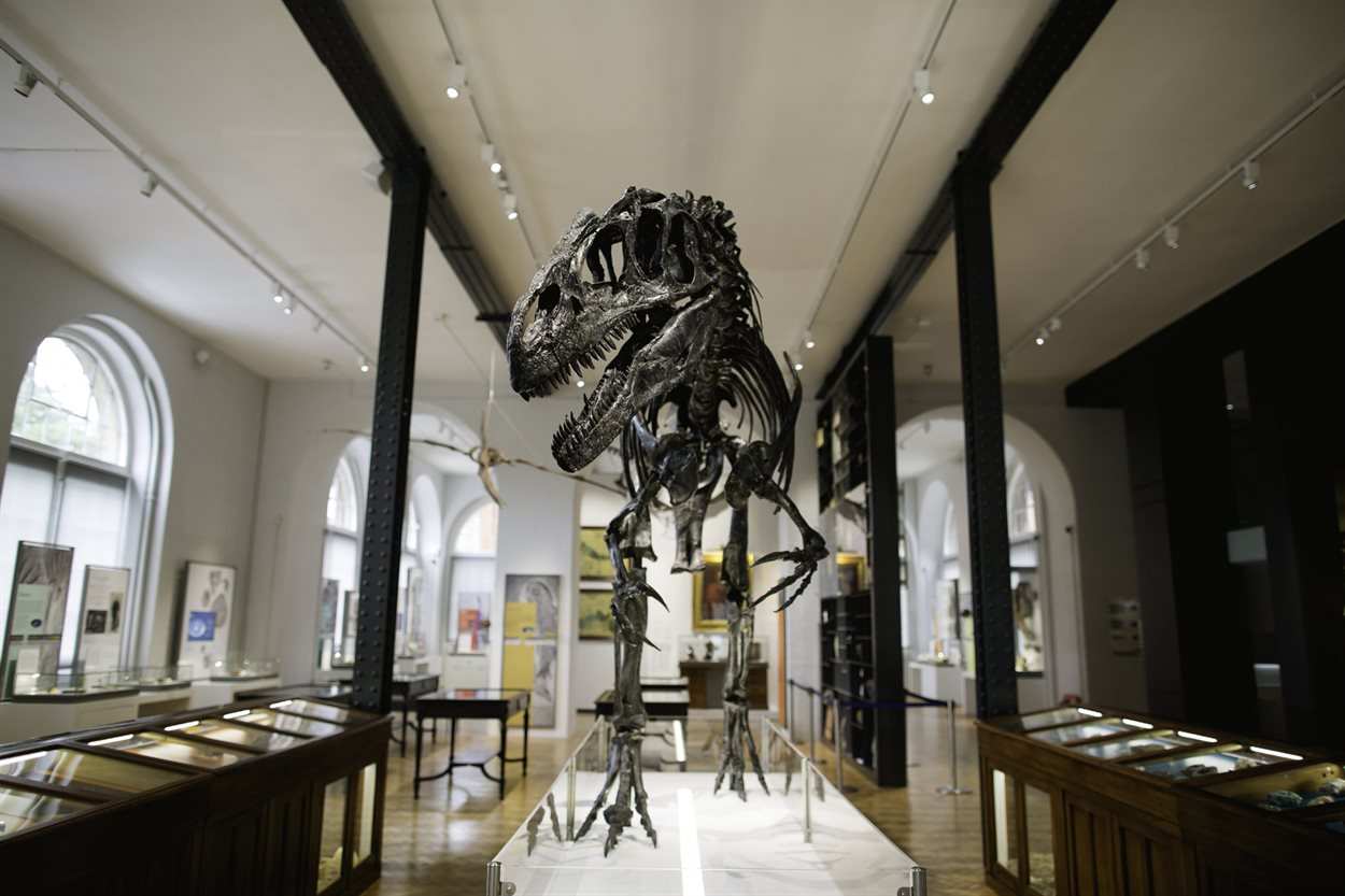 Rory the Allosaurus skeleton on display at The Lapworth Museum of Geology