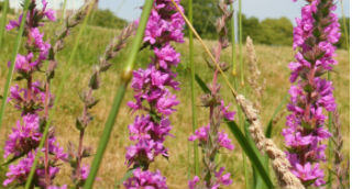 purple-loosestrife-cropped