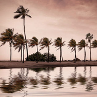 Palm trees blowing in the wind