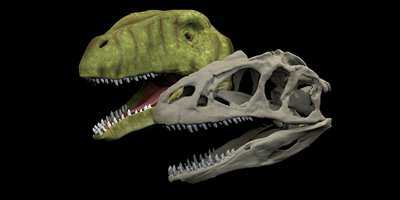 An allosaurus skull, alongside a computer reconstruction of the dinosaur head