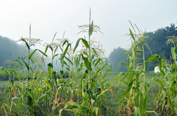 Corn crops in the foreground with misty forests in the background