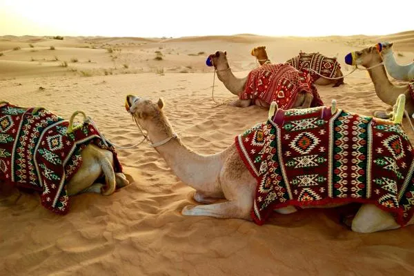 Camels sat down in the desert