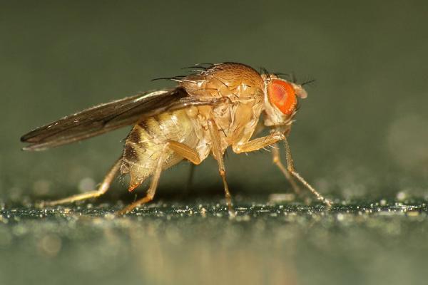 Fruit flies prioritise mating over survival - University of Birmingham