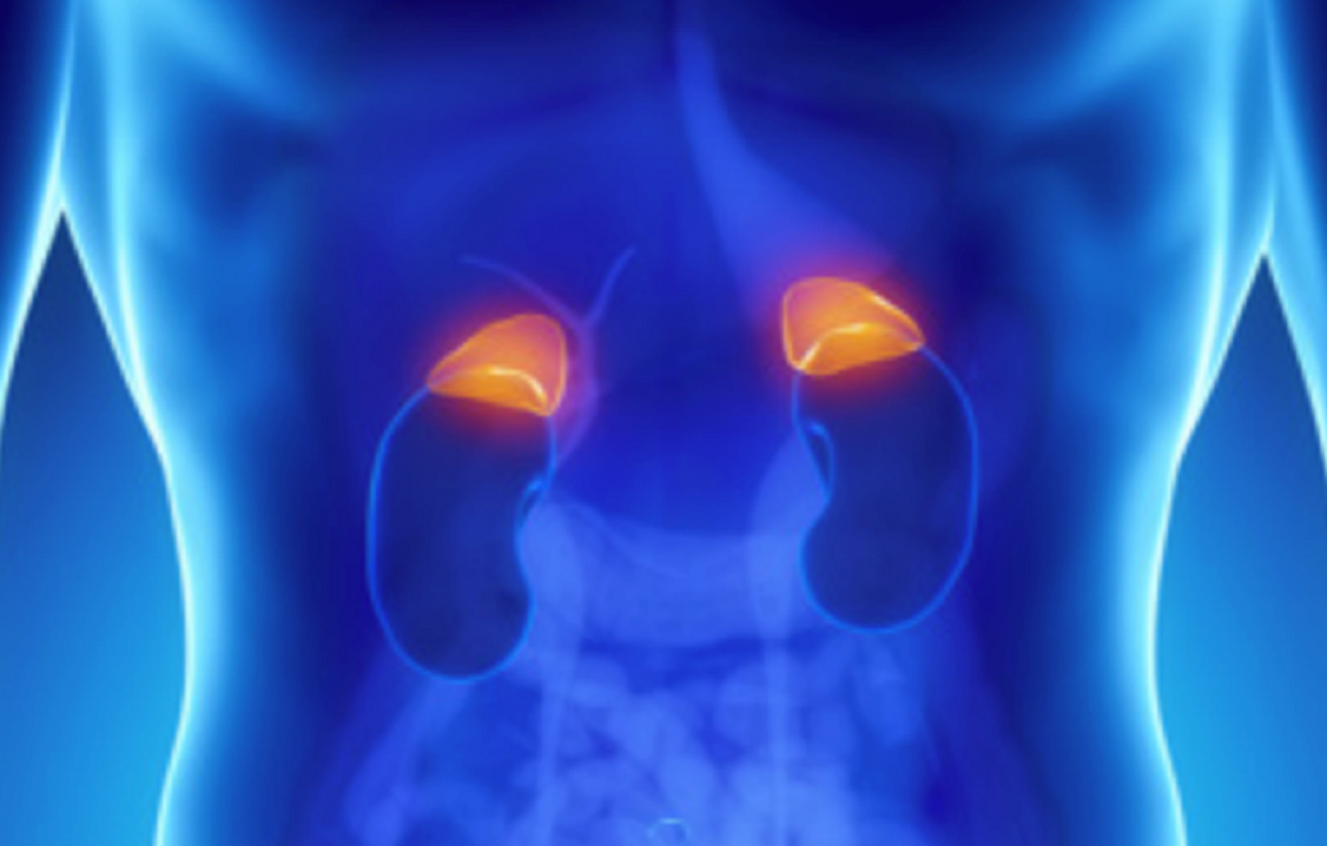 Location of the adrenal glands in the human body