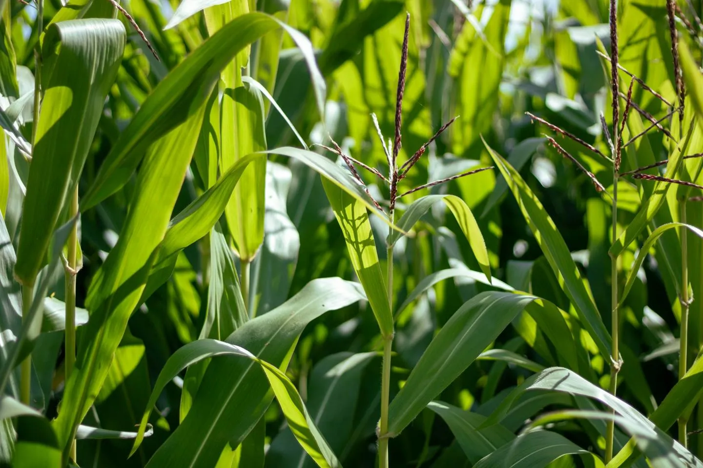 Maize plants