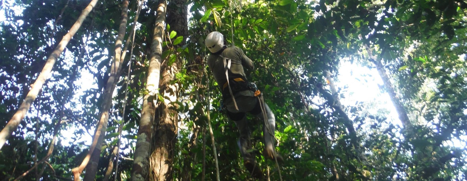 rainforest facing severe drought