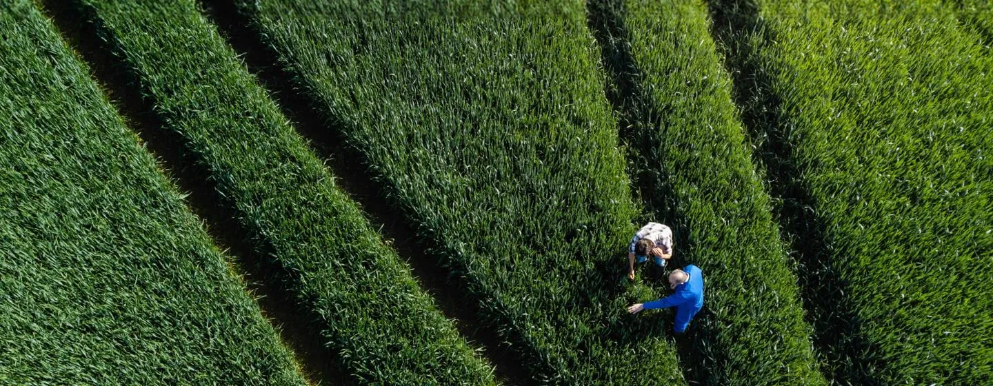 An aerial image of field of green crops with two people inspecting the crop.