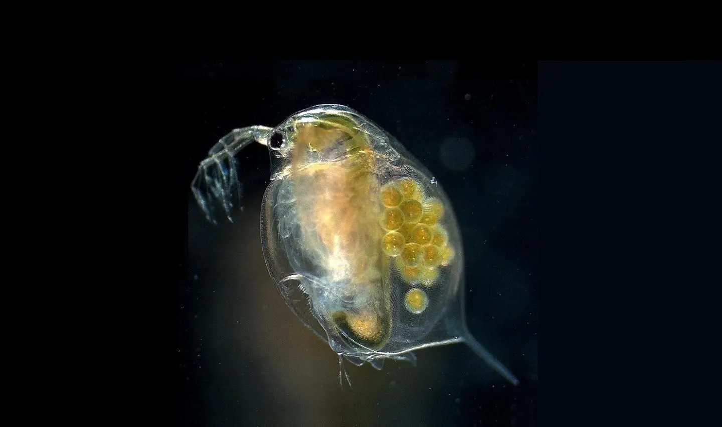 A daphnia suspended against a black background