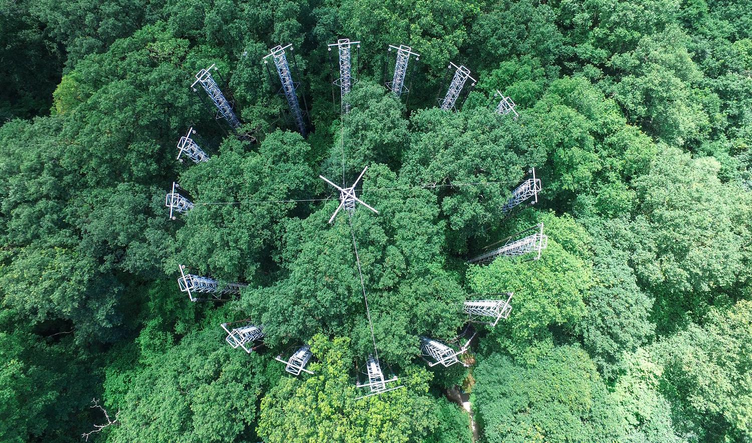 Looking down on a ring of metal pylons in a mature oak forest