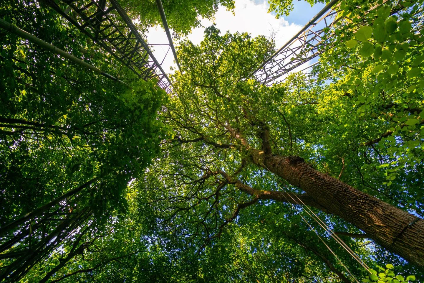 View up through tree canopy in BIFoR forest