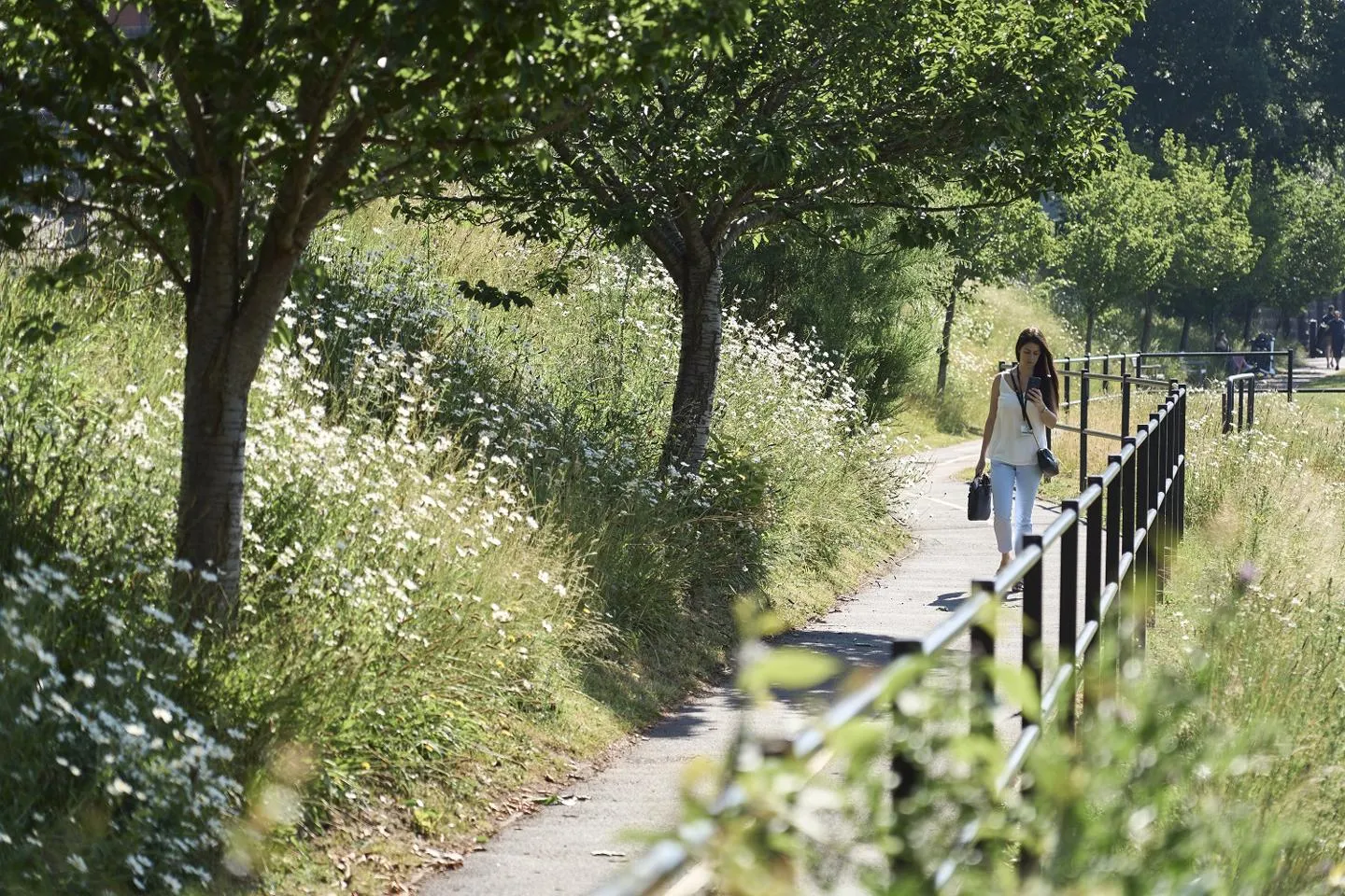 Path through grassy area. Lady walking forward reading her phone