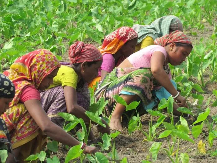 Five women is saris  squatting down and pick plants from the ground