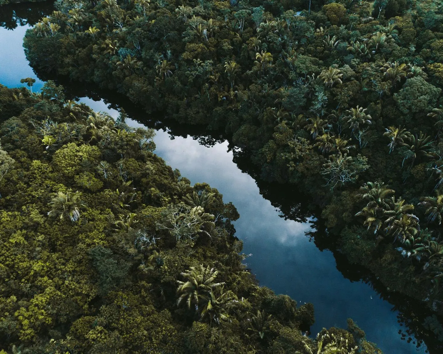 Birds eye view of a Brazilian forest with river running through it 