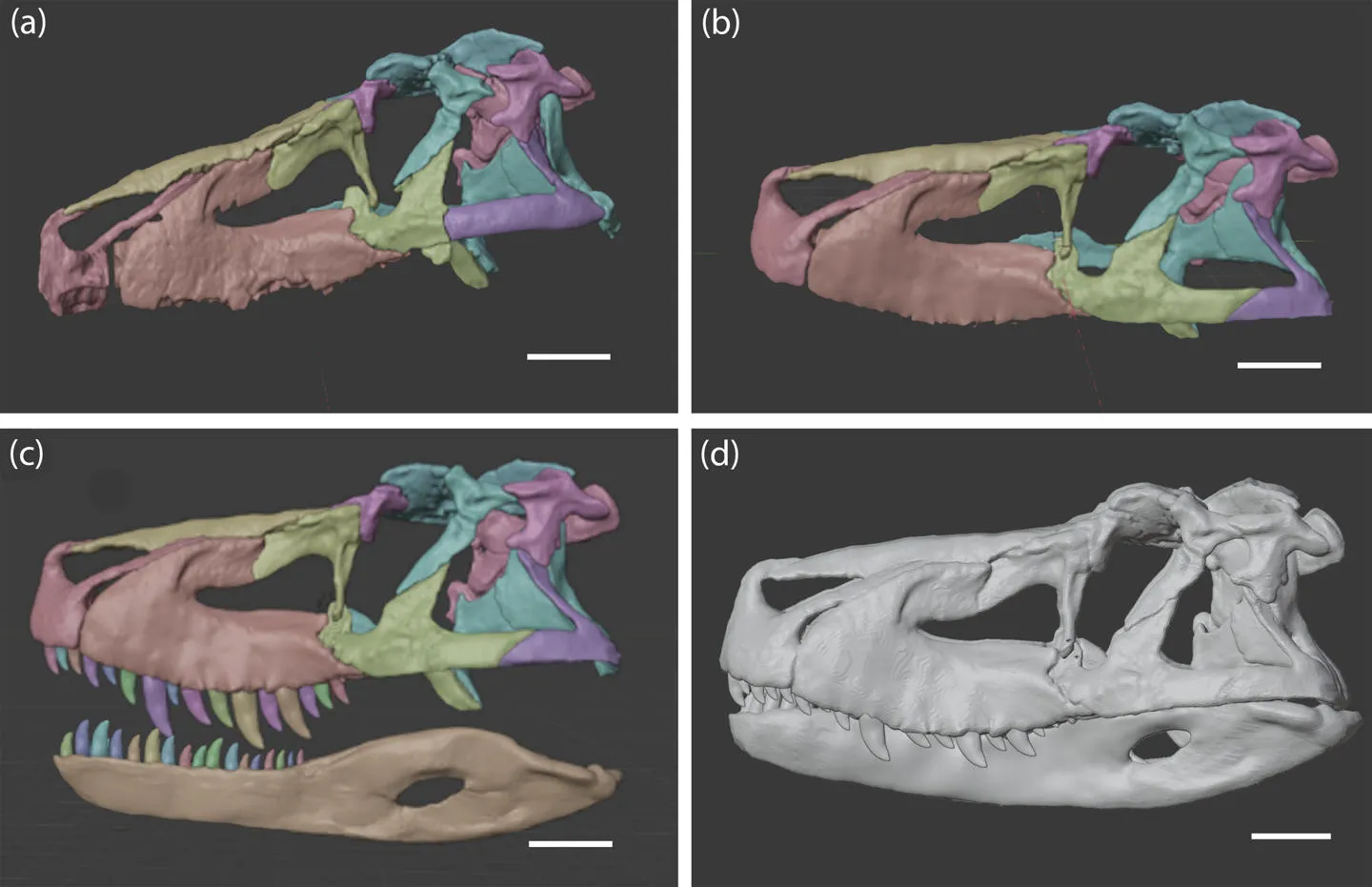 Four diagrams of the process of recreating in a computer model of the ancient reptile Saurosuchus' skull 