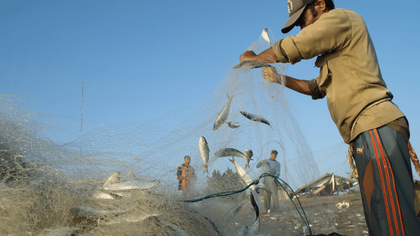 A close up of fish being caught in a net by Indonesian fishers.