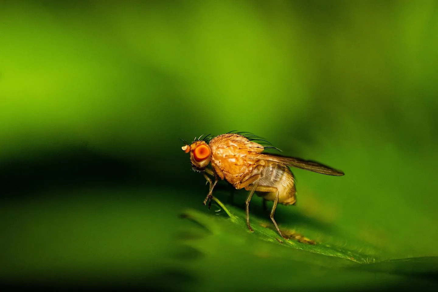 Fruit fly