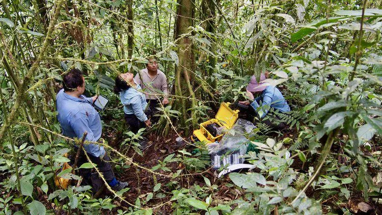 Team of researchers measuring methane exchange on upland trees in Peru.