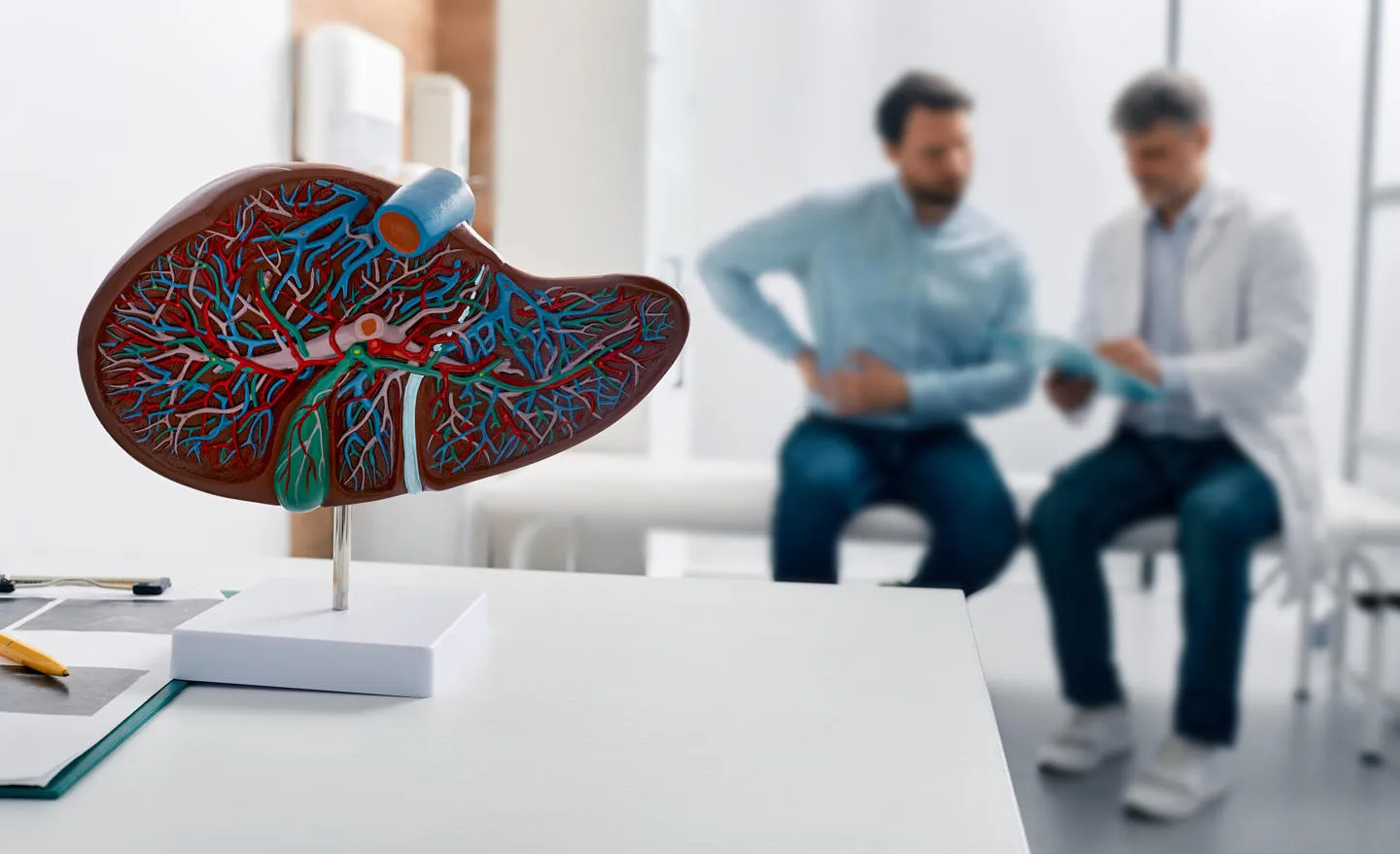 A plastic model of a liver with a patient and doctor in the background out of focus