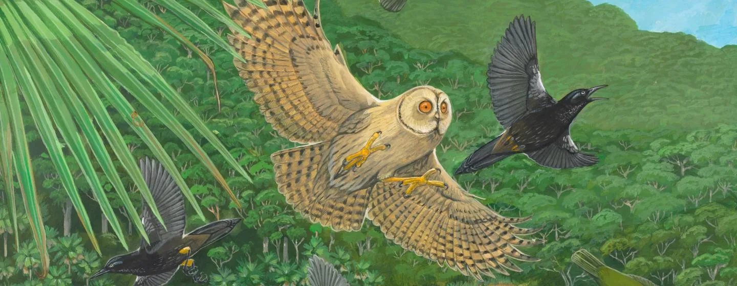 Drawing of a Kaua'i Stilt Owl swooping onto prey