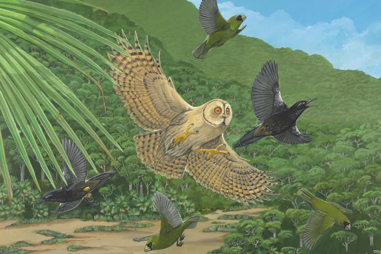 Illustration of a Kaua'i Stilt Owl swooping onto prey