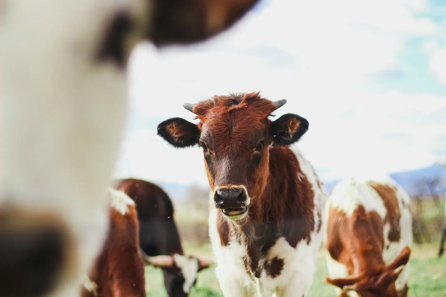 Cows in a field