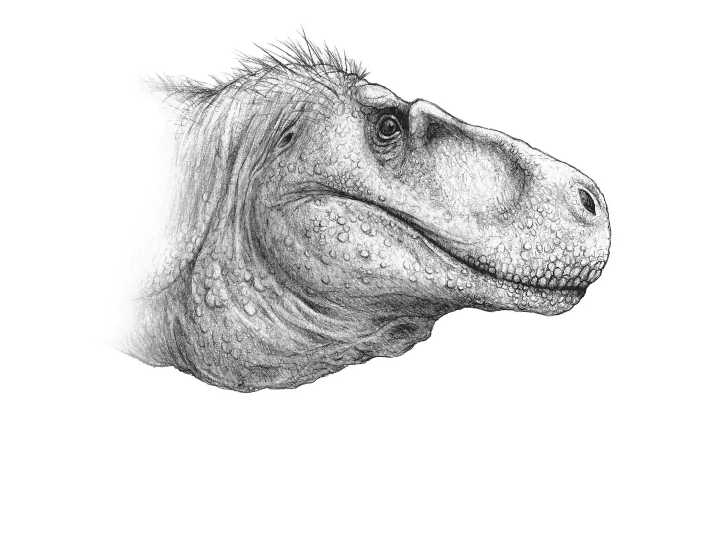 Modern sketch reconstruction of Megalosaurus head.