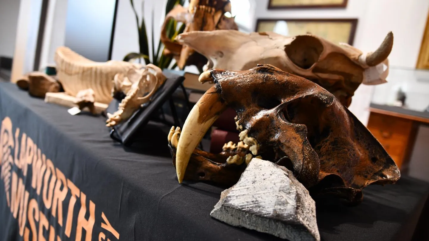 A Lapworth Museum stall with Ice Age fossils including a Smilodon skull cast.