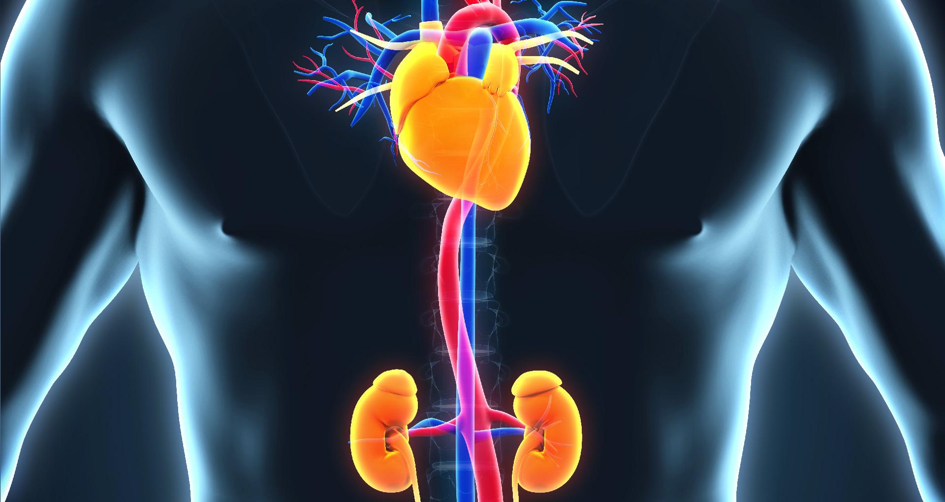 continue-heart-failure-treatment-despite-initial-kidney-reduction-new