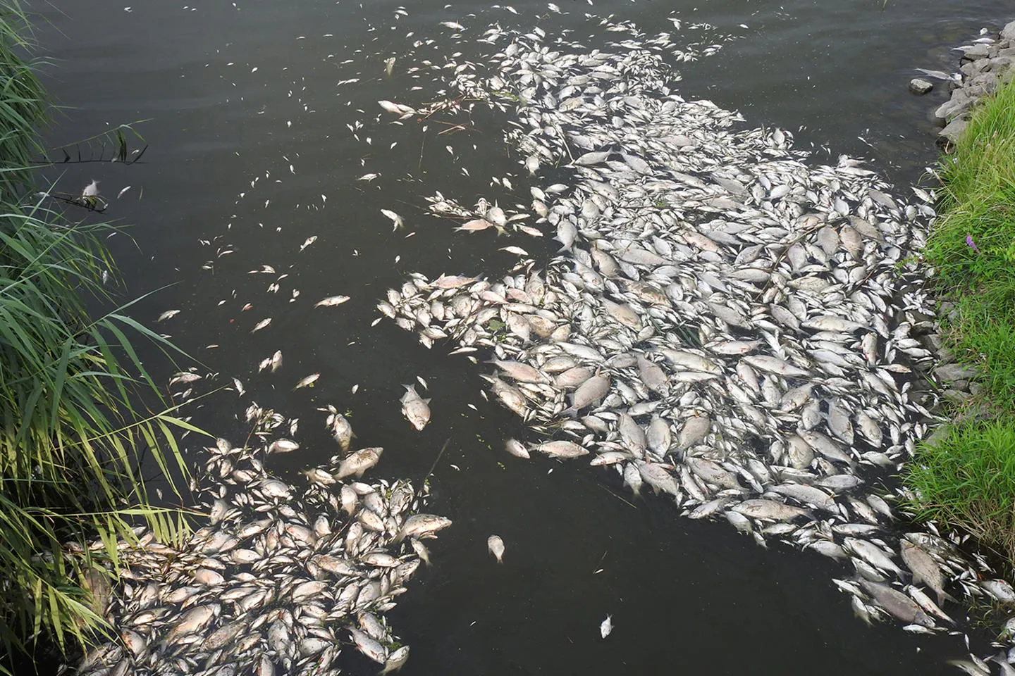 Dead fish floating on surface of river