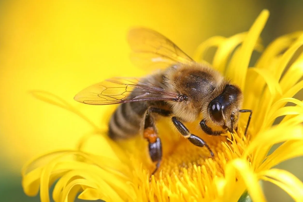 A honey bee on a yellow flower