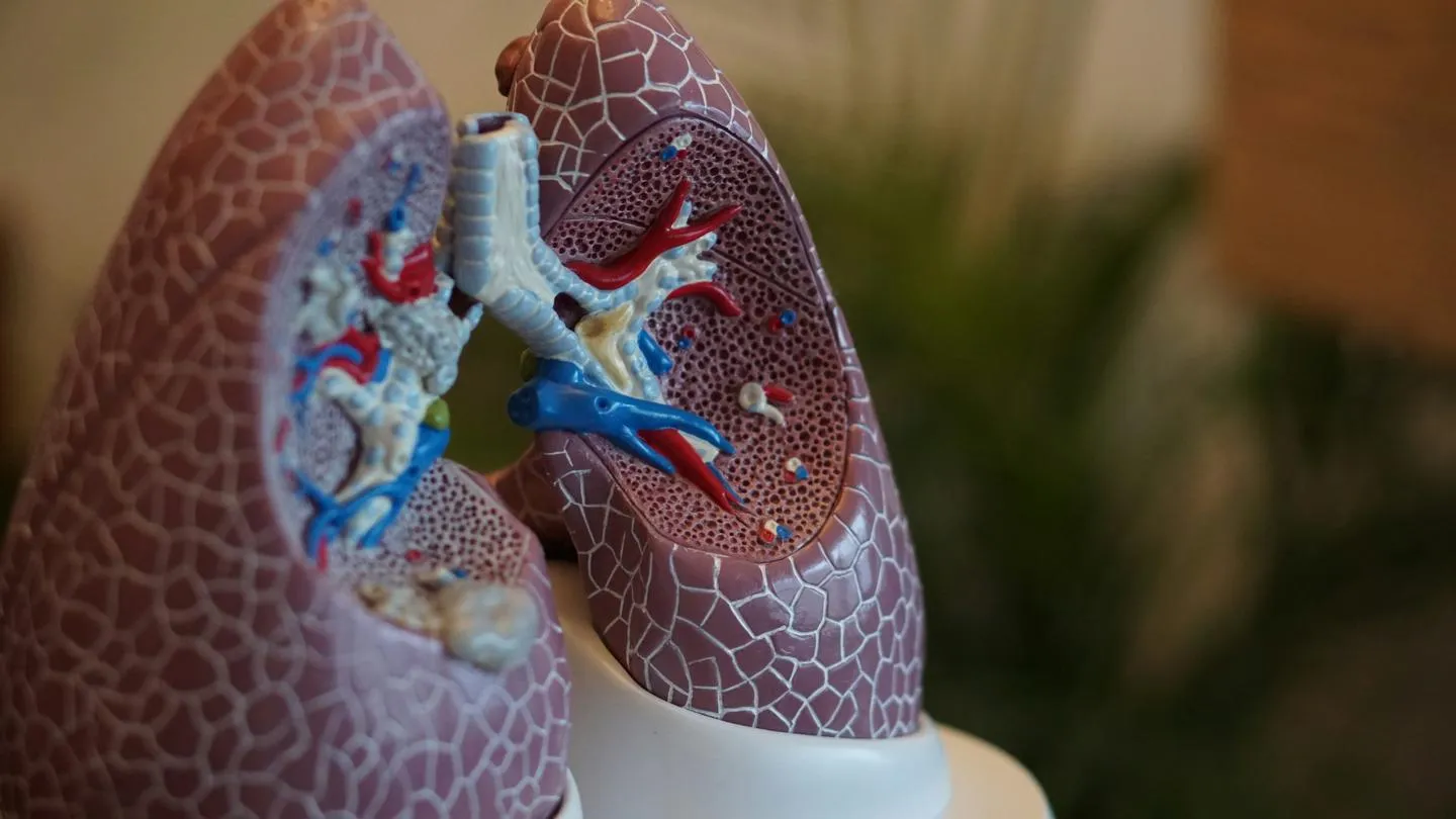 Model of human lungs