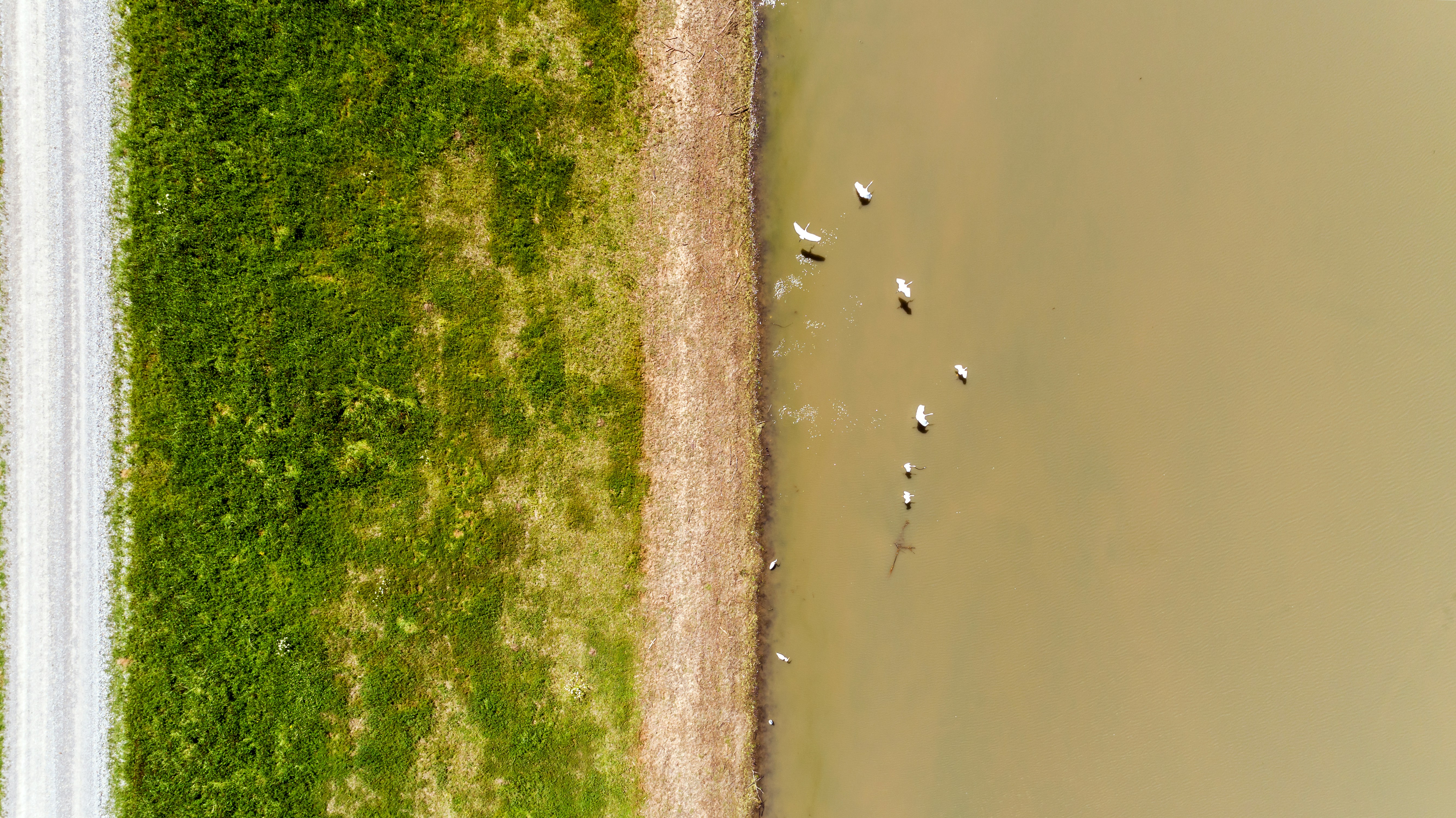 An aerial shot of birds over flood water with some green land on the left of the frame.