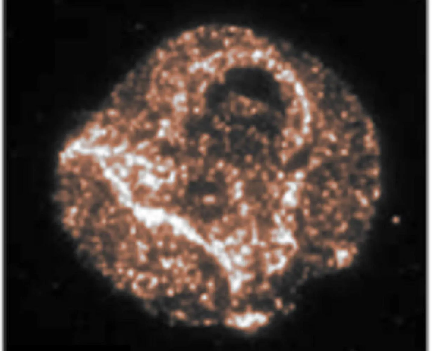 T cell with labelled clusters