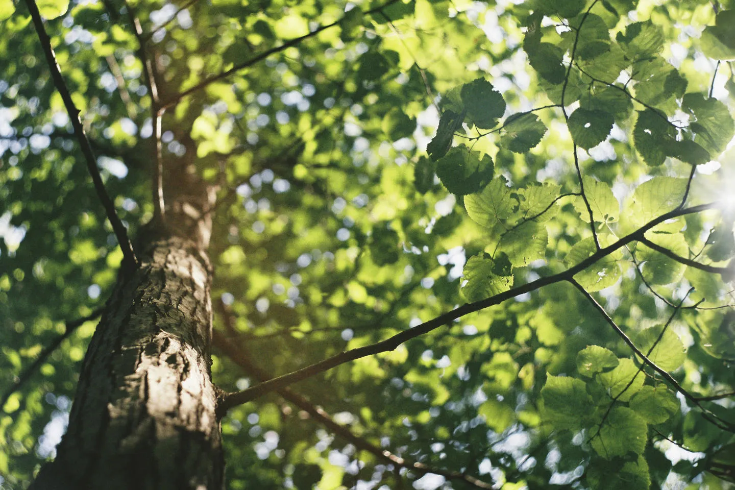 View up towards the sky through a leafy tree