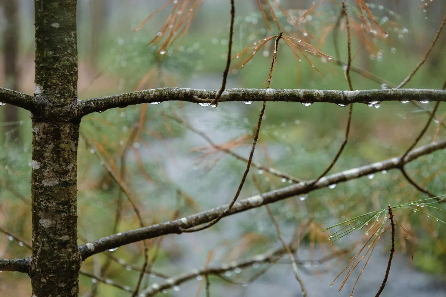 Large droplets of rain on the underside of a tree's branches