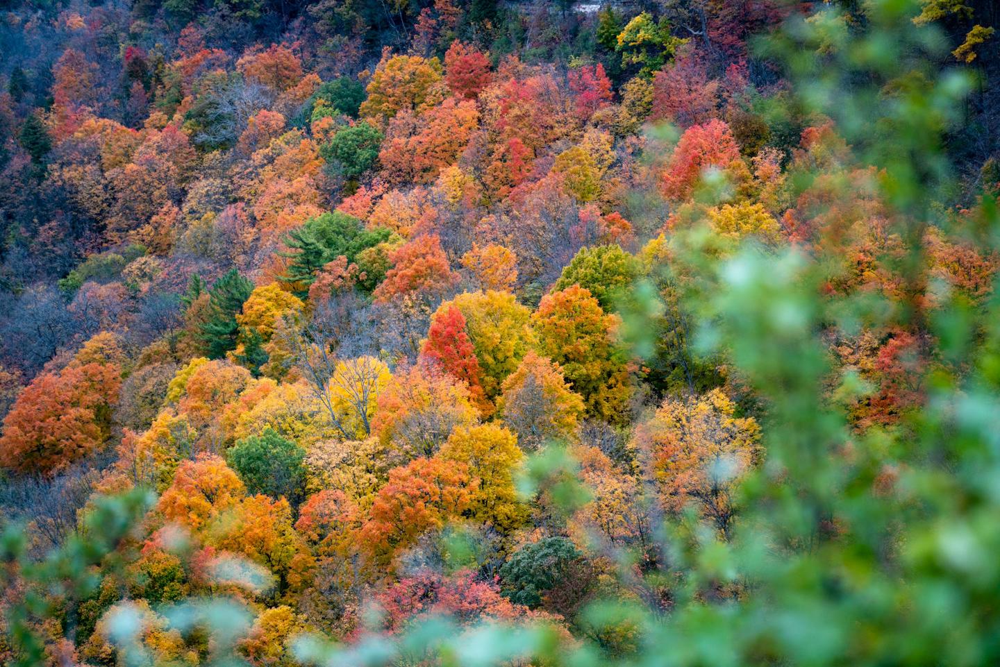 多様な森林は地球を温暖化させる二酸化炭素の吸収に優れている(Diverse forests better at capturing planet-warming carbon dioxide)