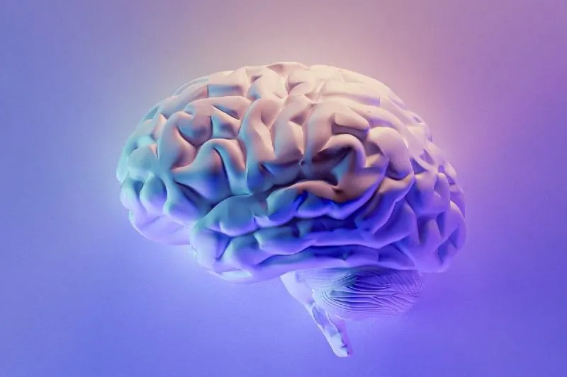 3D rendering of a human brain