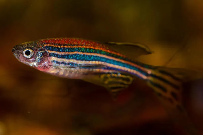 Largest genetic atlas for zebrafish ‘breakthrough’ for biomedical ...